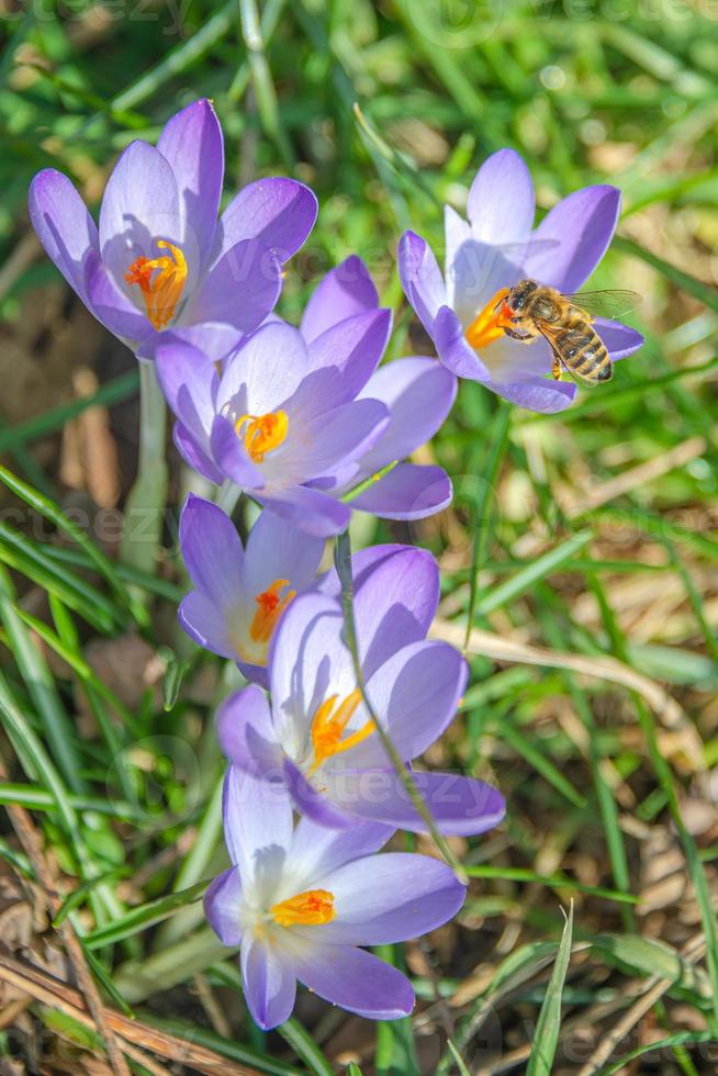 primero flores como campanillas en temprano primavera a amanecer en el Mañana en el parque con abejas coleccionar néctar. foto