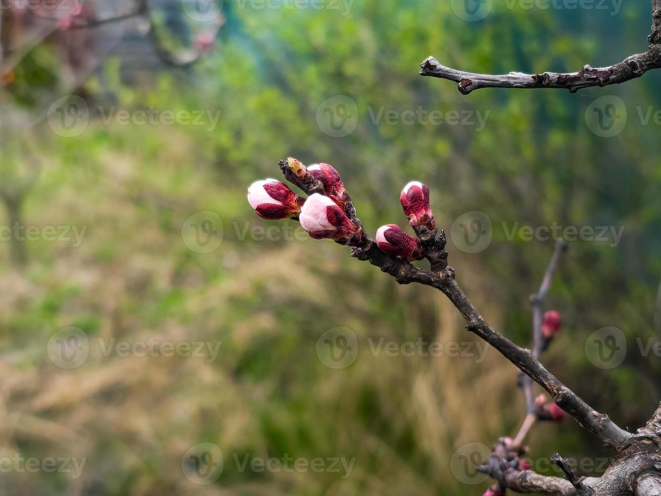 Apricot buds on a blurred background. Symbol of the arrival of spring. Delicate pink buds on the branches. photo