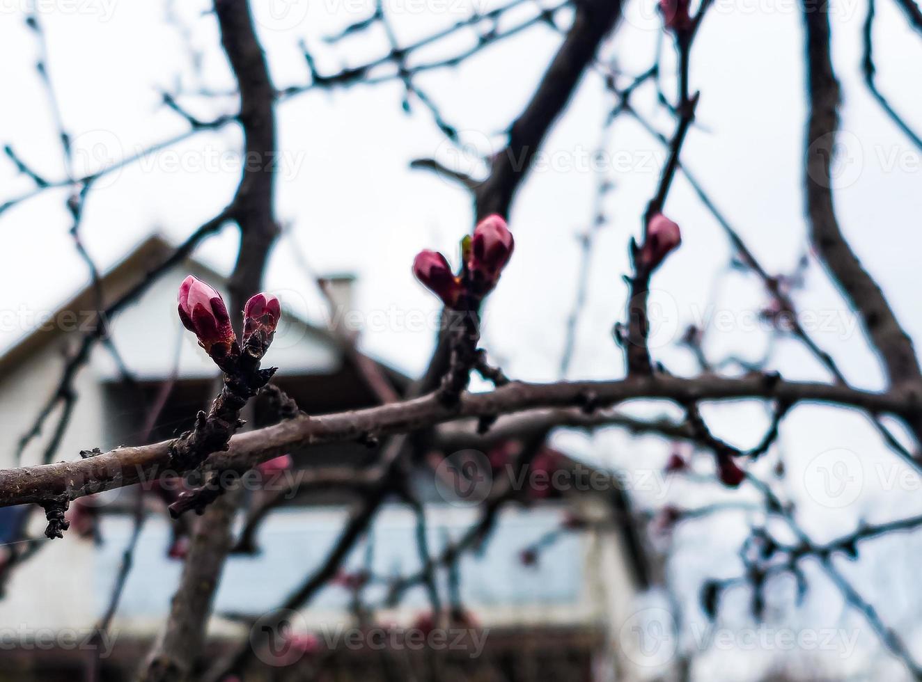 Apricot buds on a blurred background. Symbol of the arrival of spring. Delicate pink buds on the branches. photo