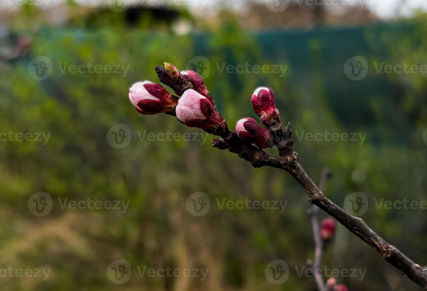 Apricot buds on a blurred background. Symbol of the arrival of spring. Delicate pink buds on the branches. photo