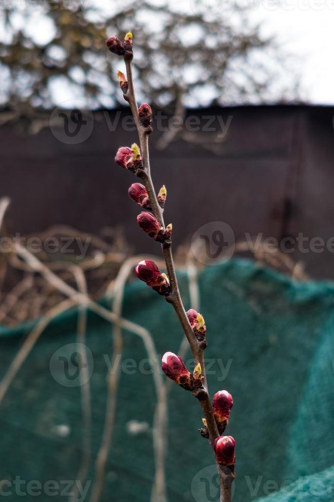 Apricot buds on a blurred background. Symbol of the arrival of spring. Delicate pink buds on the branches. photo