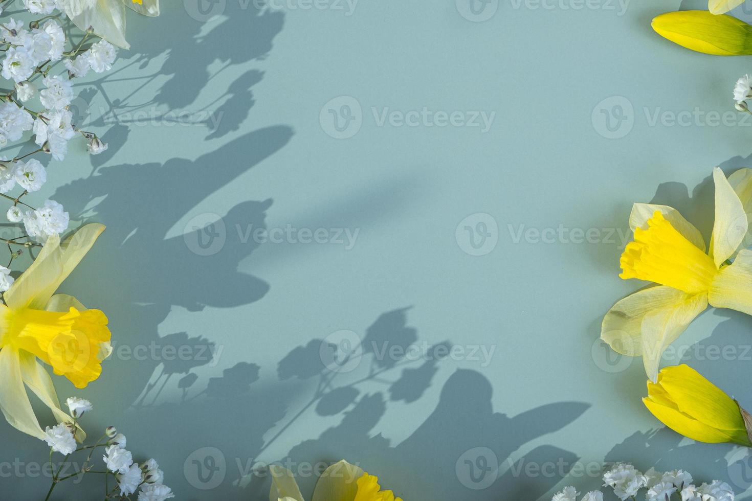 Spring flowers daffodils and gipsofila flat lay frame composition on blue-green background with copy space, top view photo