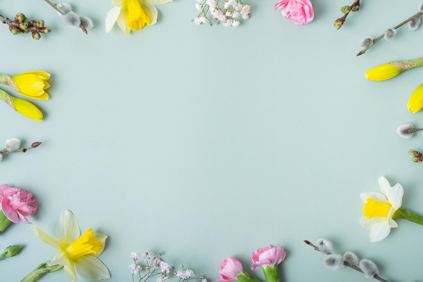 Spring flowers flat lay frame composition on colored background with copy space. Daffodils and willow with carnations top view photo