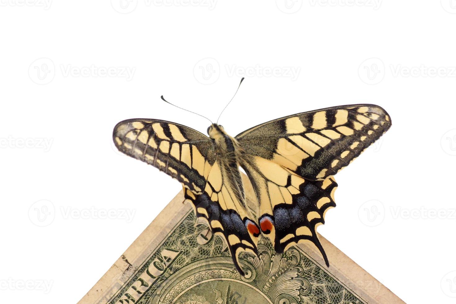 Papilio Machaon butterfly sitting on one dollar photo