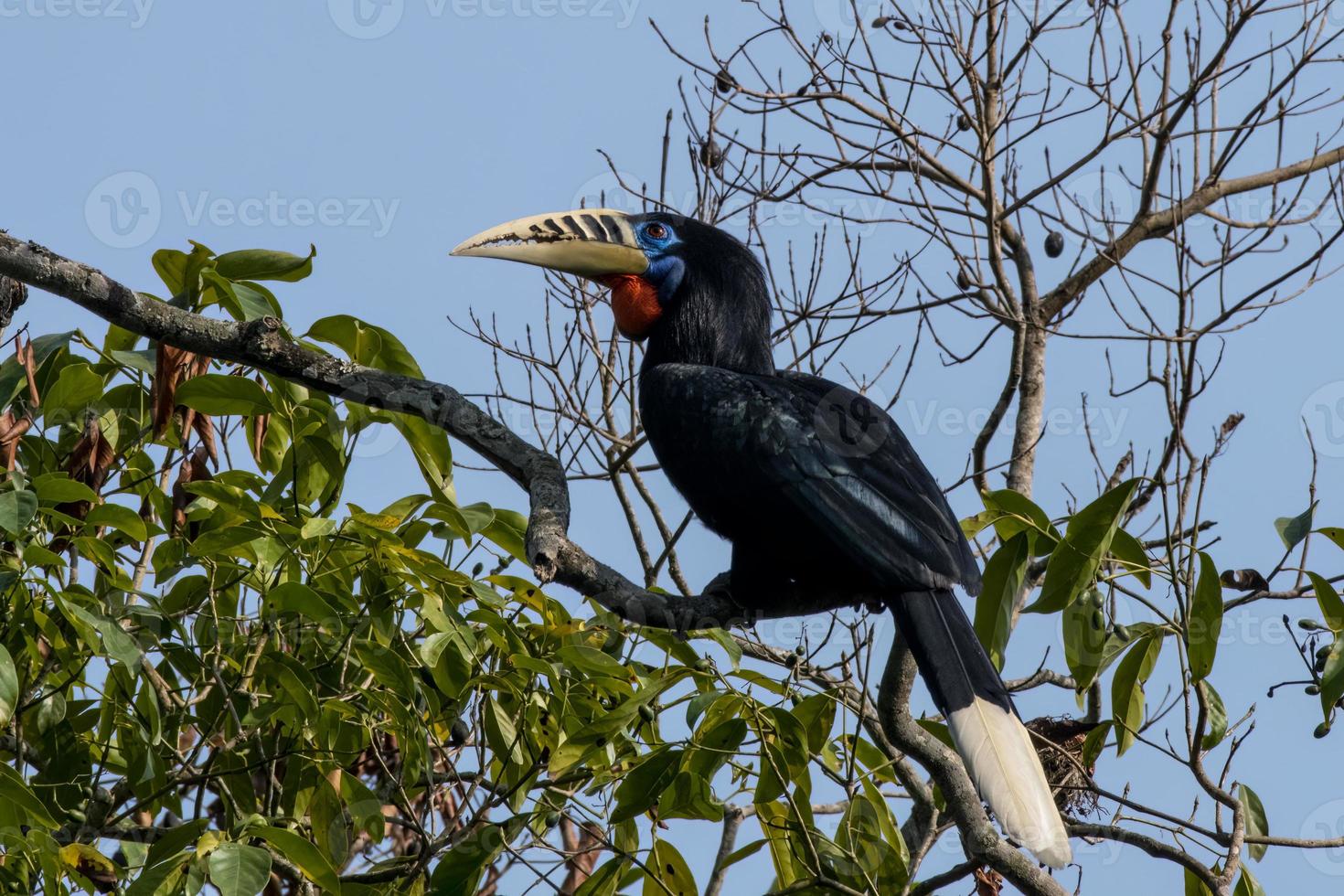 A female rufous-necked hornbill or Aceros nipalensis observed in Latpanchar in West Bengal, India photo