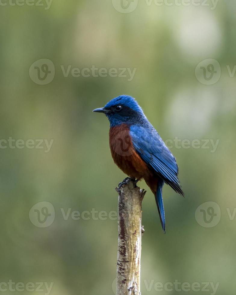 Chestnut-bellied rock thrush or Monticola rufiventris observed in Rongtong photo