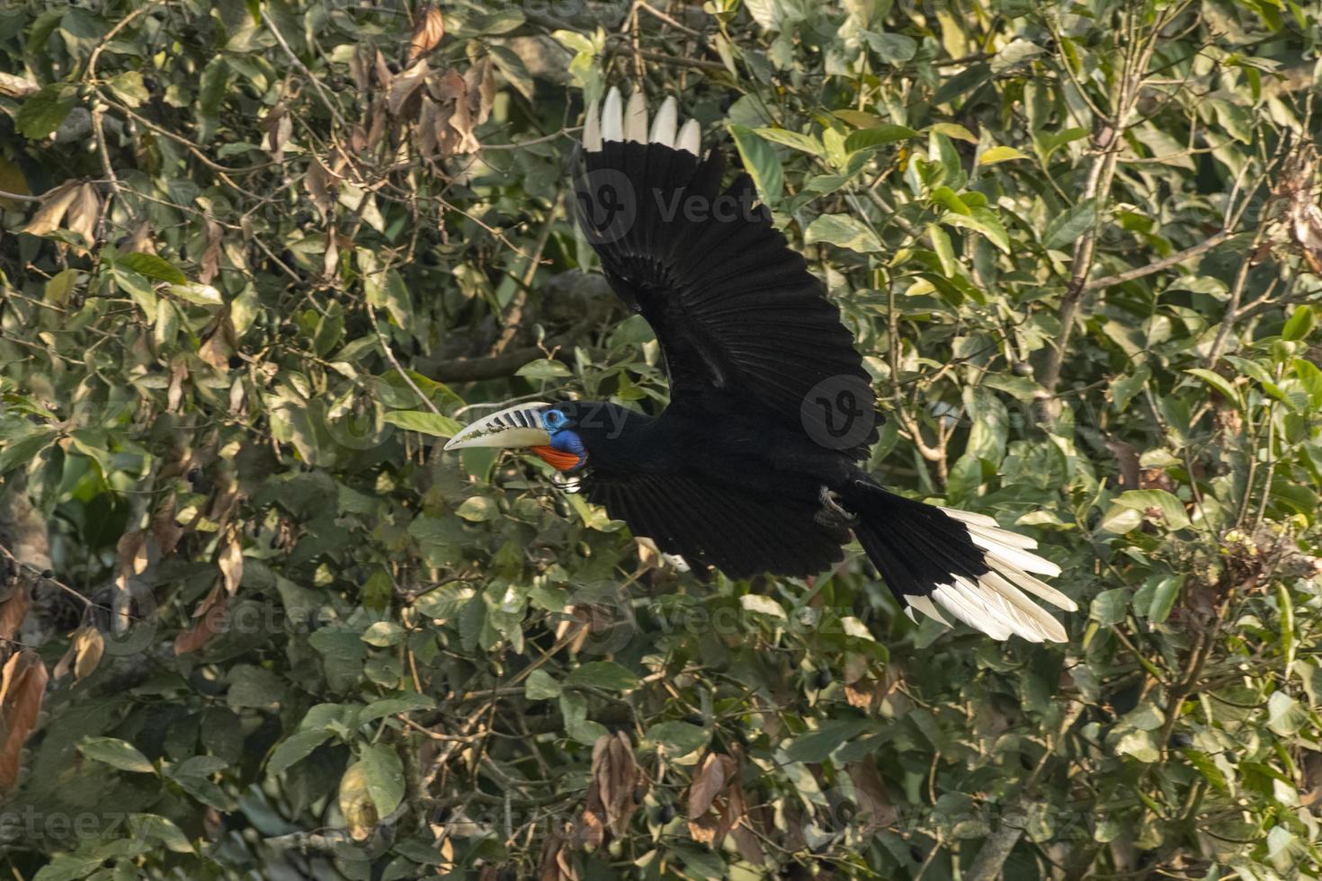 A female rufous-necked hornbill or Aceros nipalensis observed in Latpanchar in West Bengal, India photo