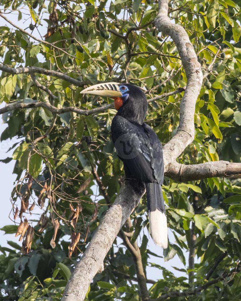 un hembra de cuello rufo cálao o aceros nipalensis observado en latpanchar en Oeste Bengala, India foto