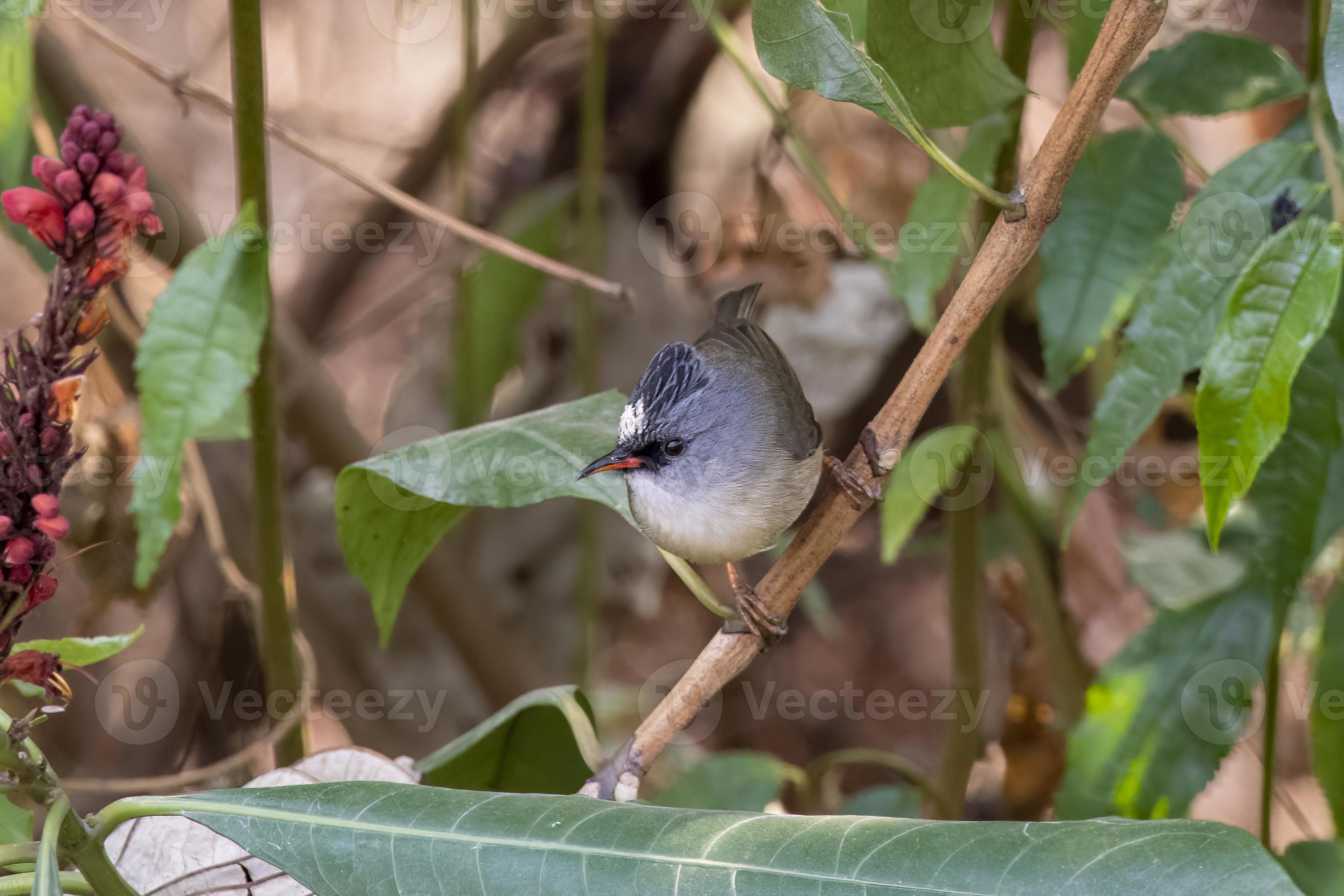 Blackchinned yuhina or Yuhina nigrimenta observed in Latpanchar in