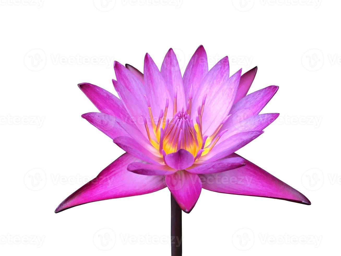 Isolated waterlily or lotus plant with clipping paths. photo