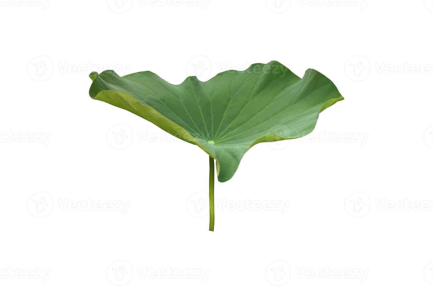 Isolated waterlily or lotus plant with clipping paths. photo