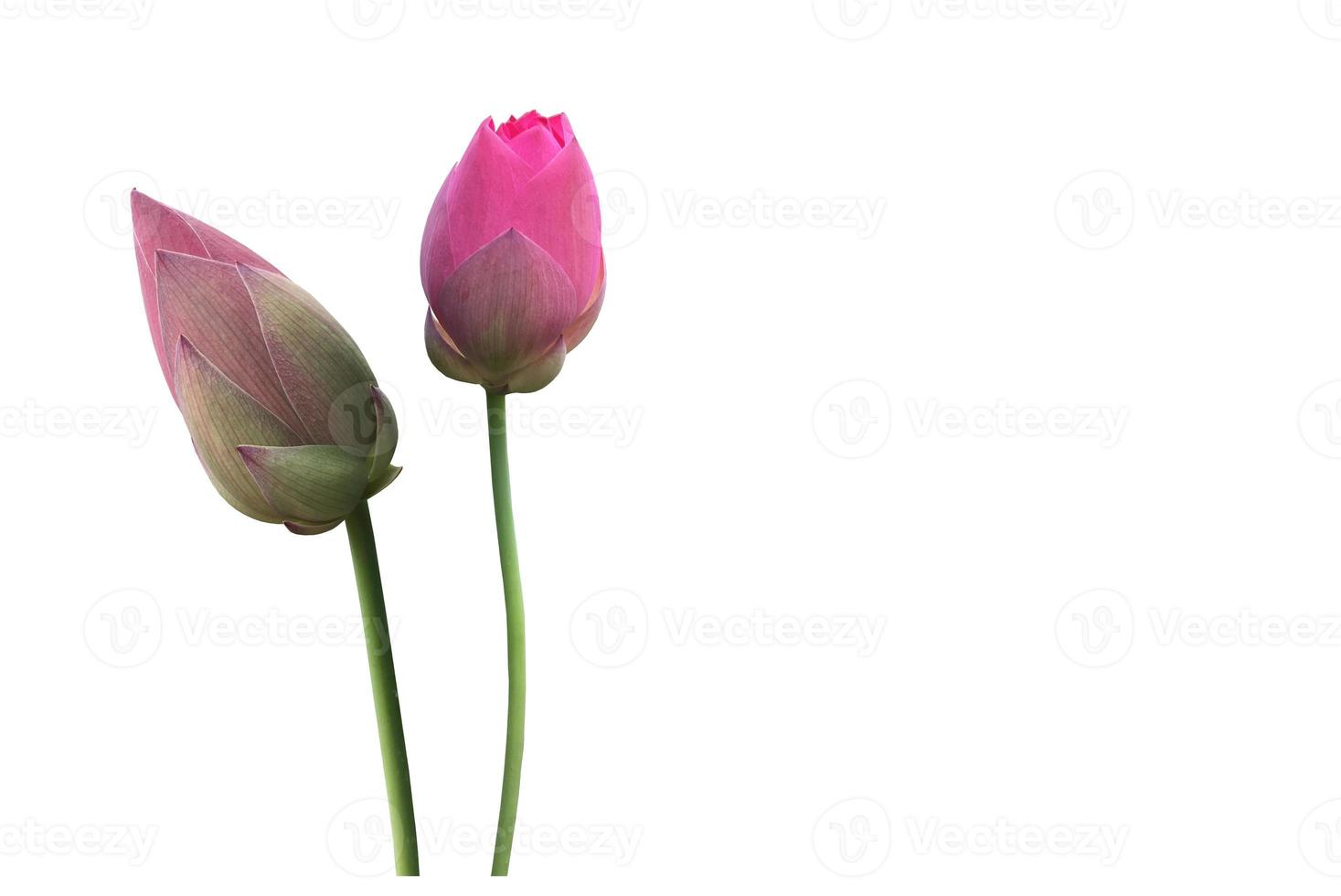 Isolated waterlily or lotus plant with clipping paths. photo