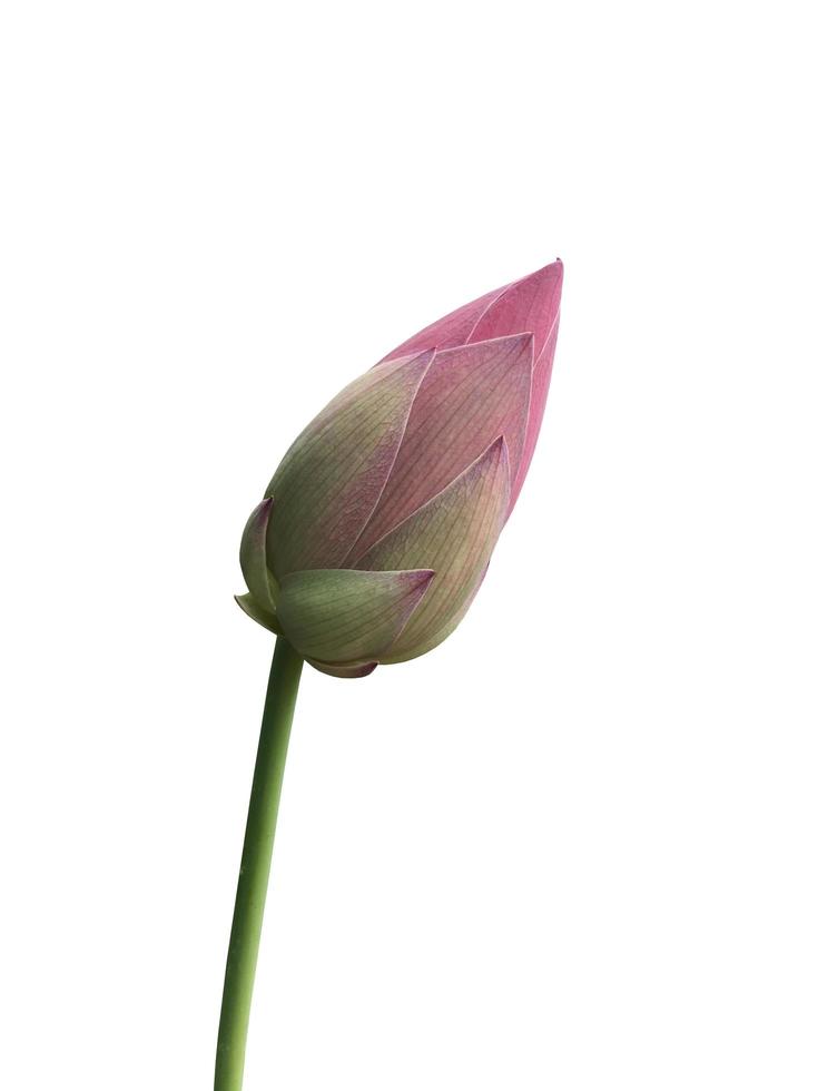 Isolated waterlily or lotus plant with clipping paths. photo