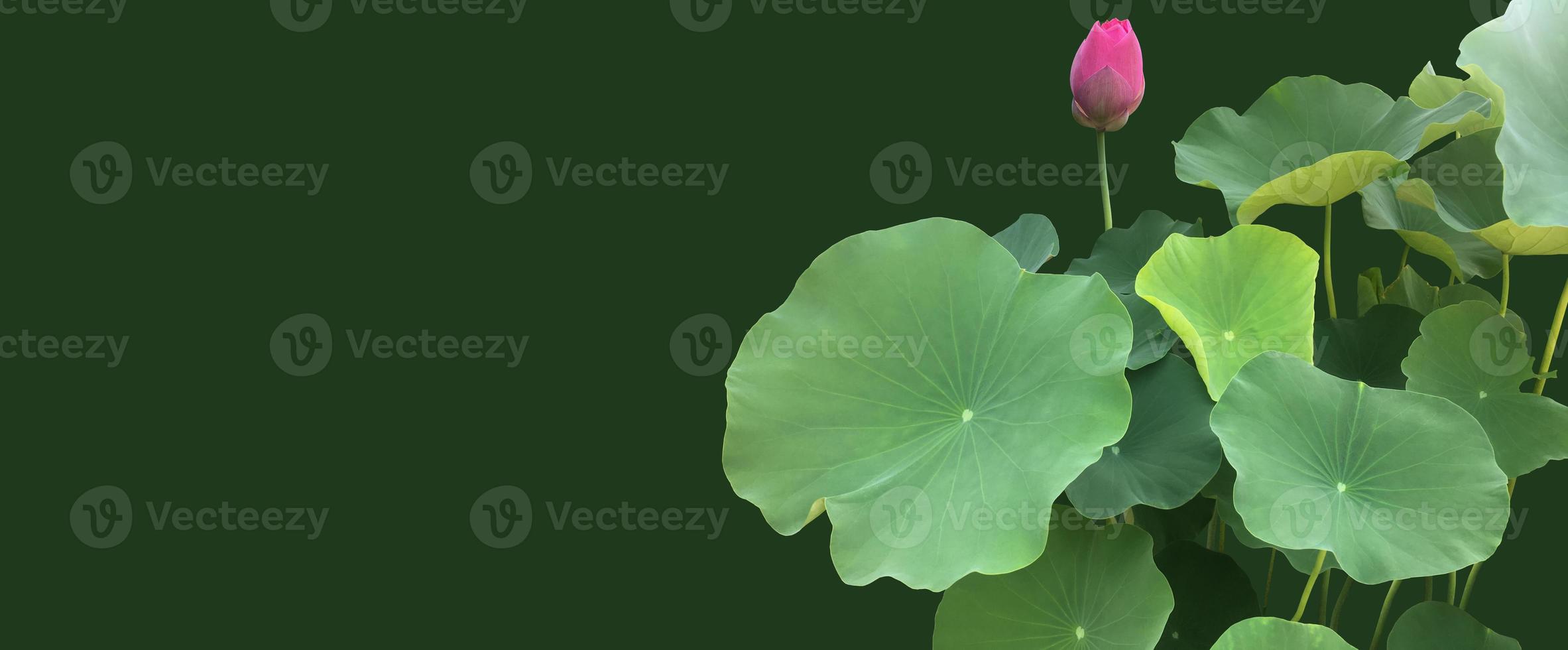 Isolated waterlily or lotus plant with clipping paths. photo
