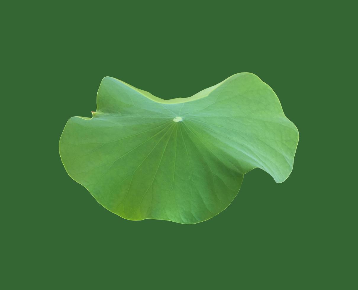 Isolated waterlily or lotus plant with clipping paths. photo