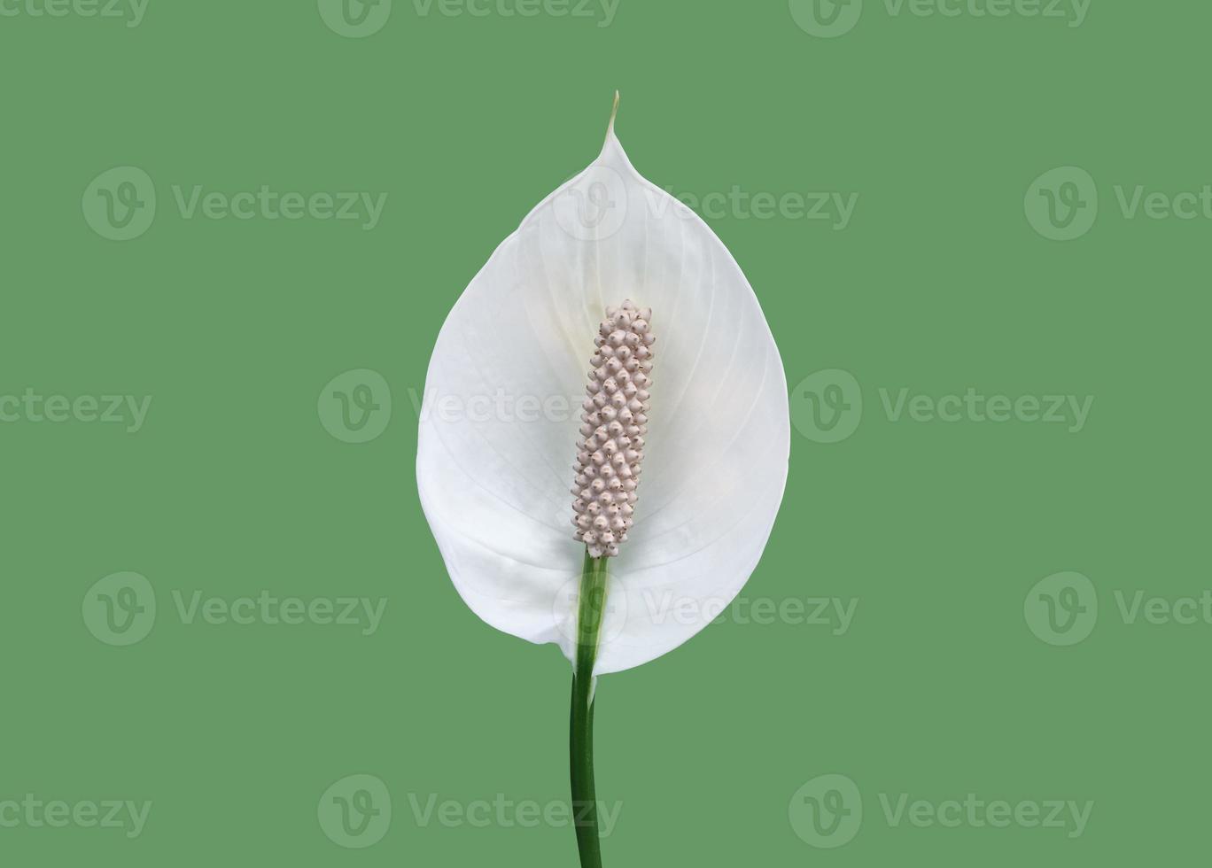 Isolated white aracear flower or peace lily flower with clipping paths. photo