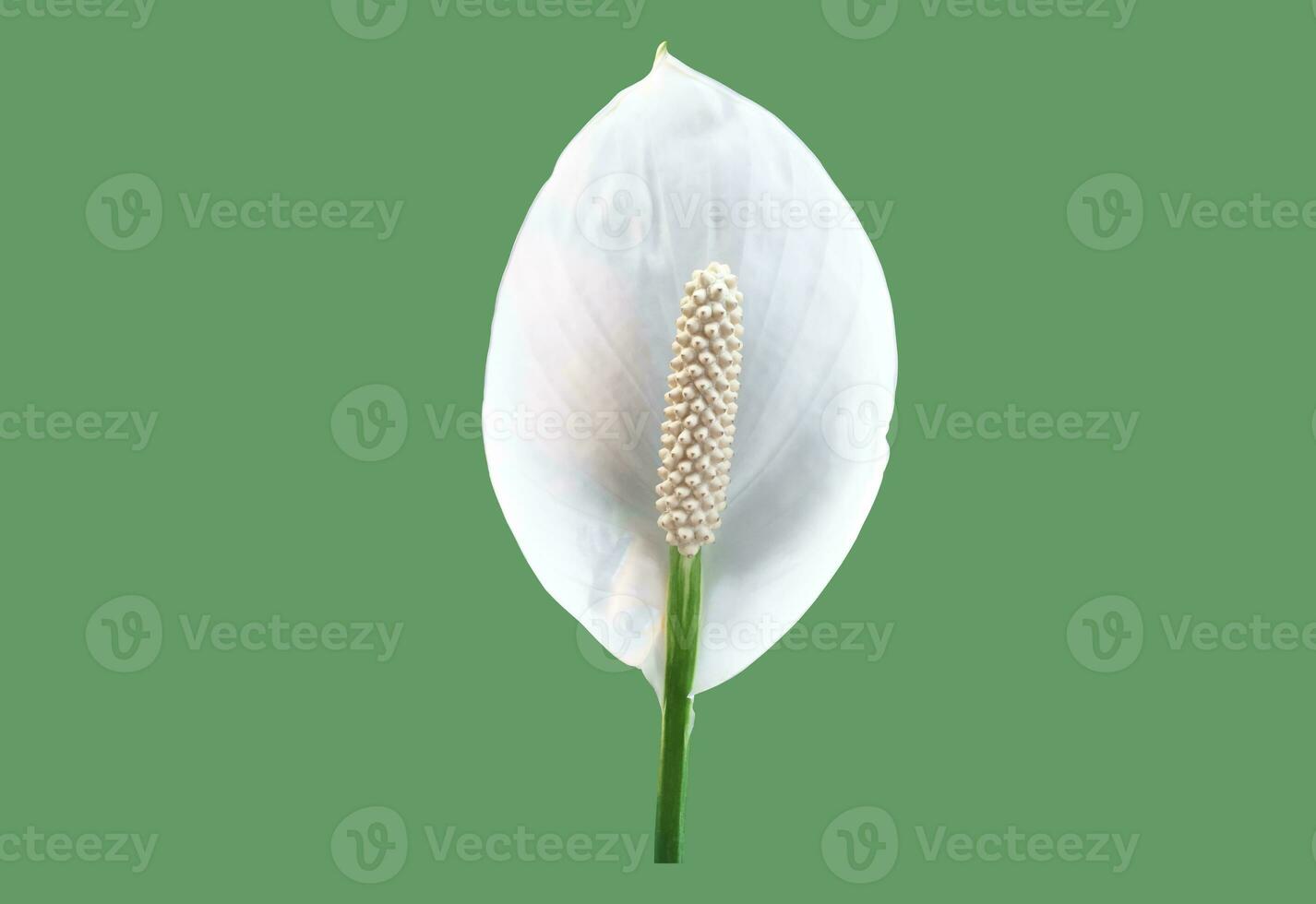 Isolated white aracear flower or peace lily flower with clipping paths. photo
