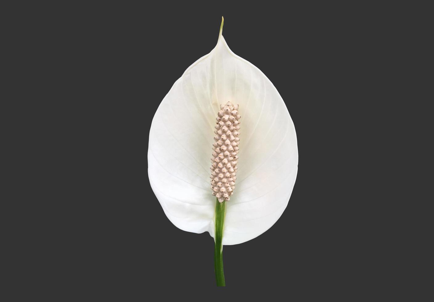 Isolated white aracear flower or peace lily flower with clipping paths. photo