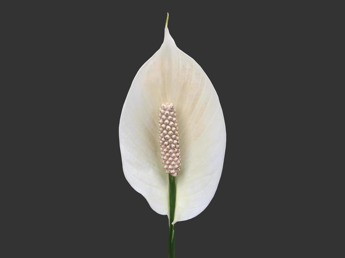 Isolated white aracear flower or peace lily flower with clipping paths. photo