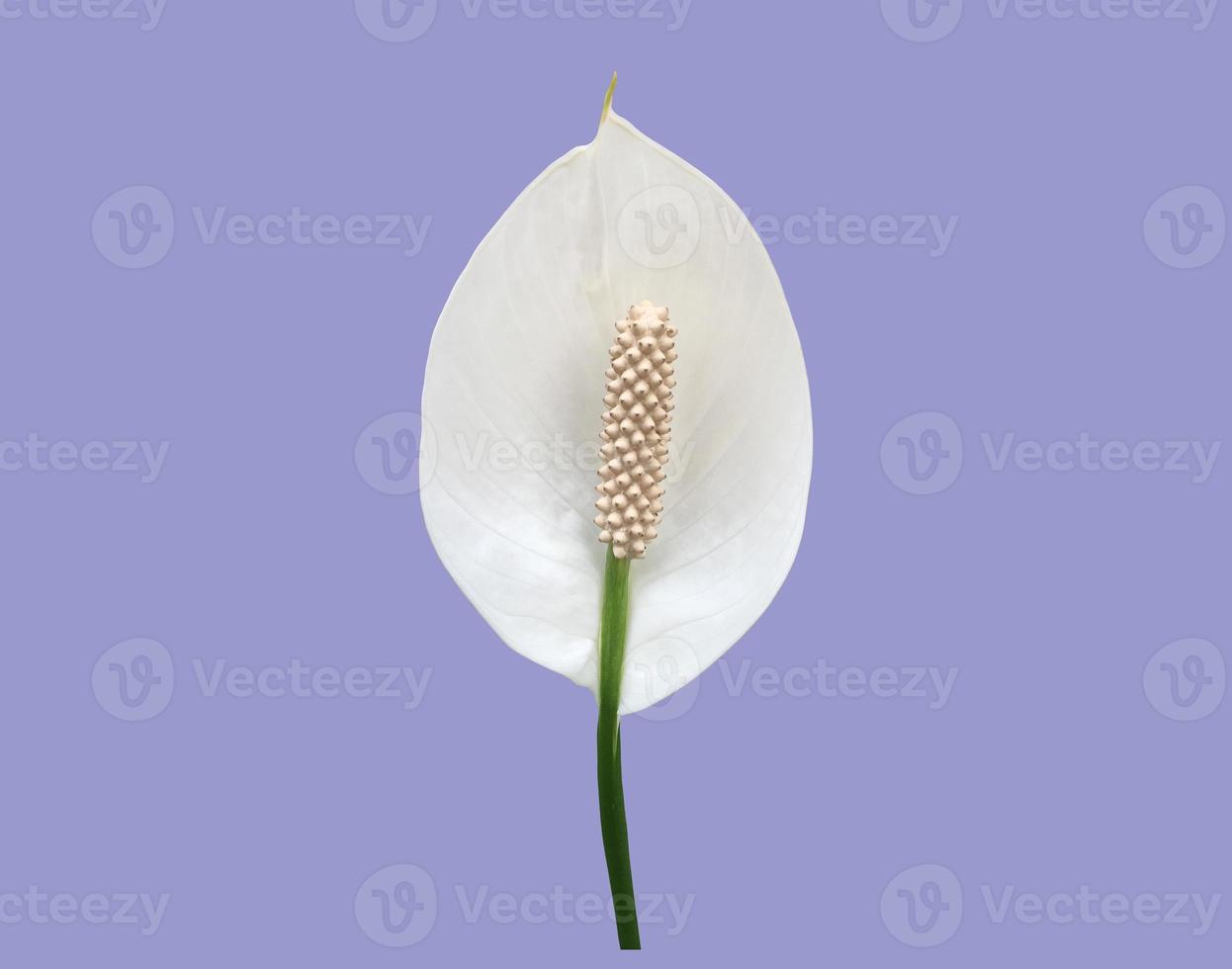 Isolated white aracear flower or peace lily flower with clipping paths. photo
