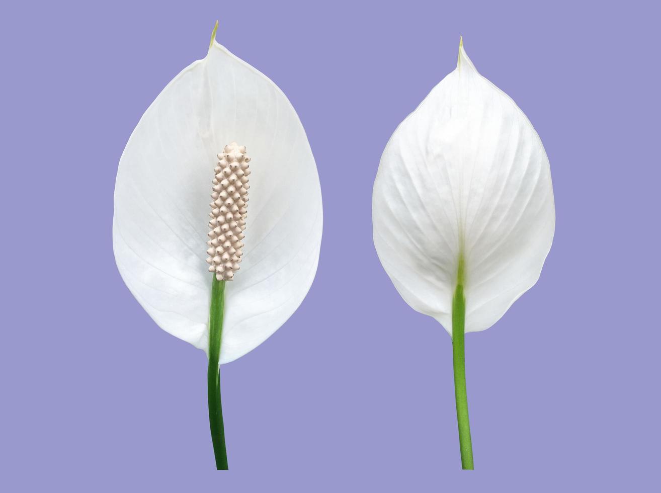 Isolated white aracear flower or peace lily flower with clipping paths. photo