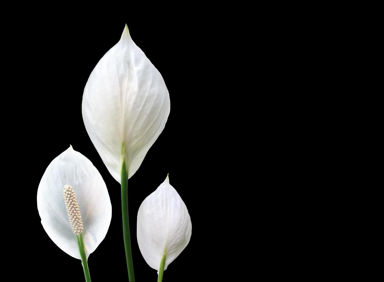 Isolated white aracear flower or peace lily flower with clipping paths. photo