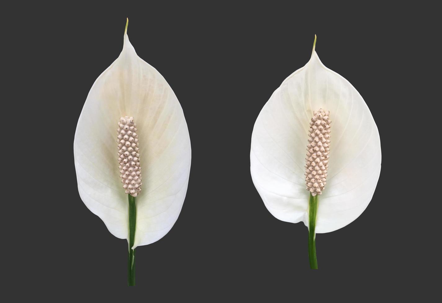 Isolated white aracear flower or peace lily flower with clipping paths. photo