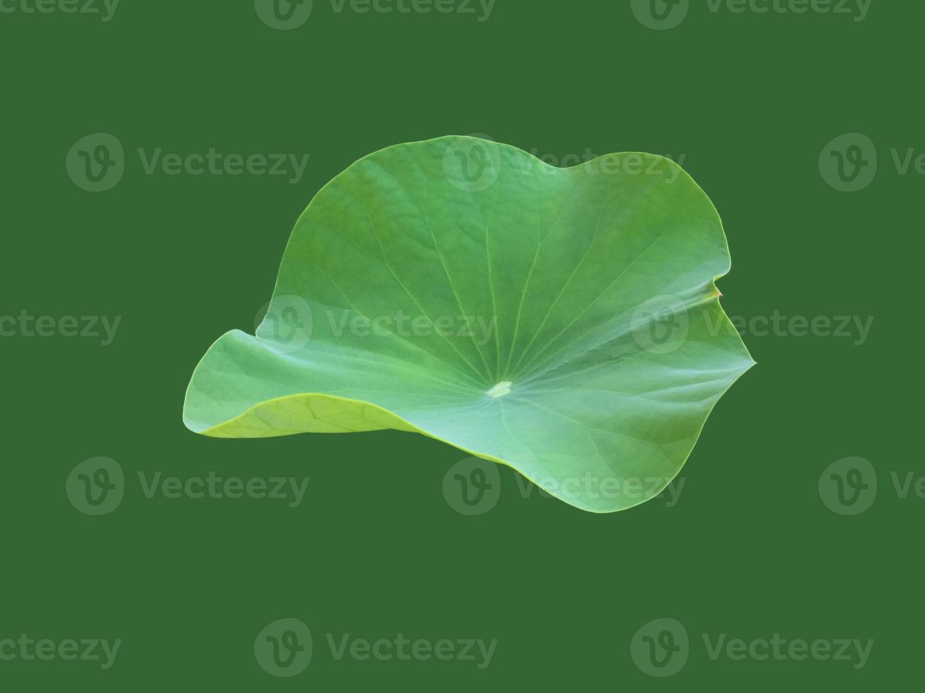 Isolated waterlily or lotus leaf and plants with clipping paths. photo