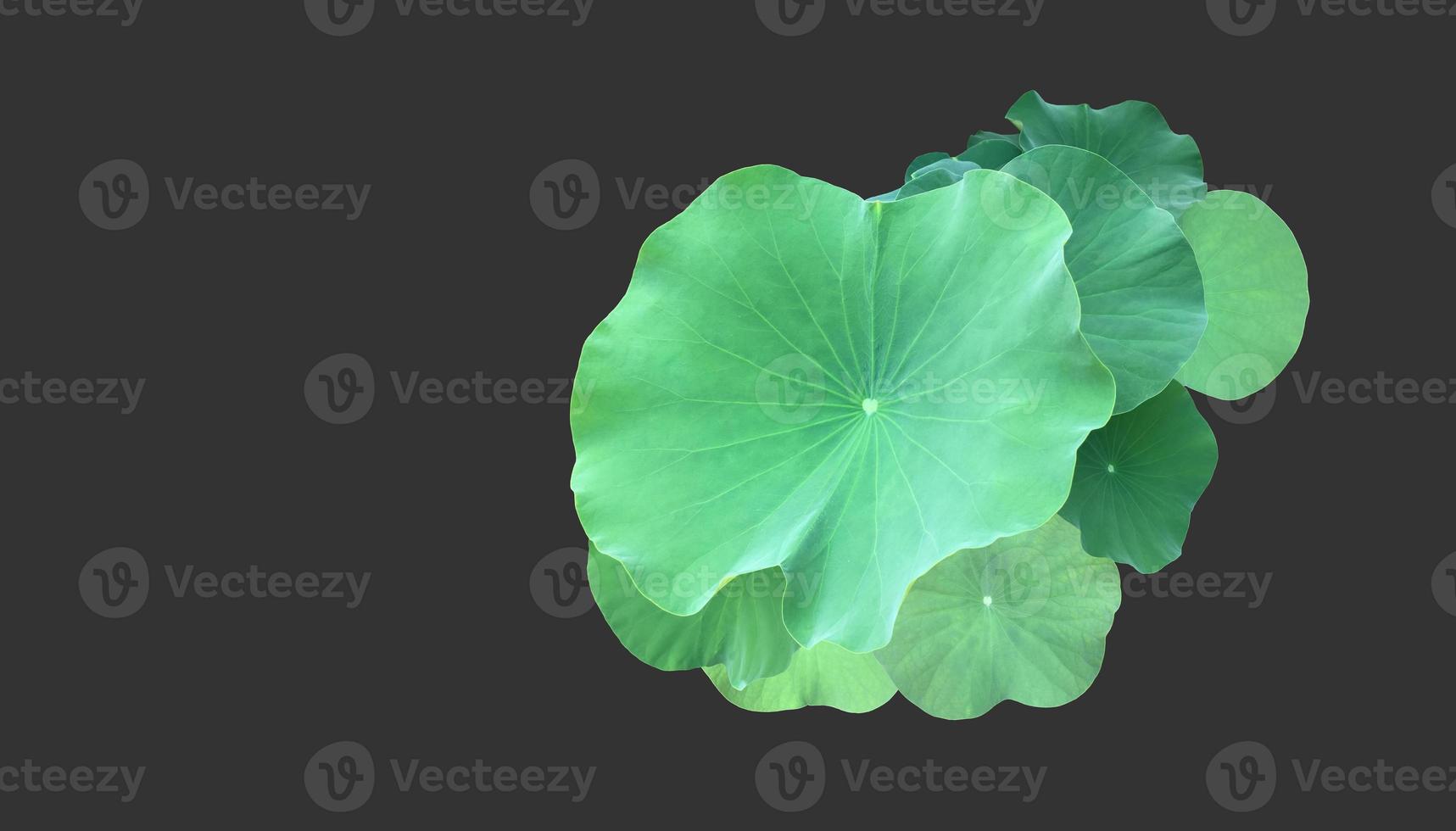 Isolated waterlily or lotus plant with clipping paths. photo