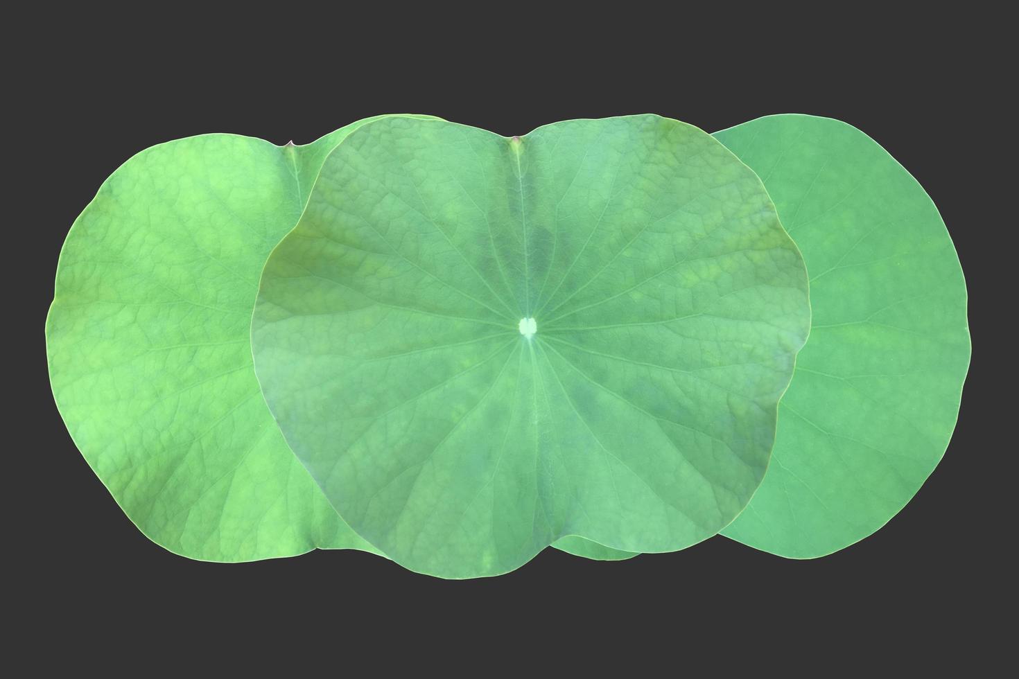 Isolated waterlily or lotus plant with clipping paths. photo