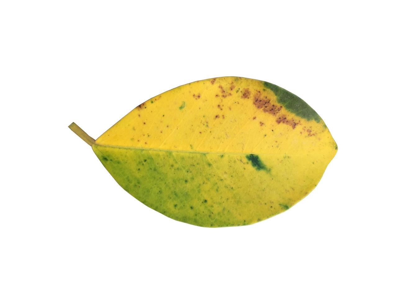 Isolated old and dried leaves of ficus benjamina with clipping paths. photo