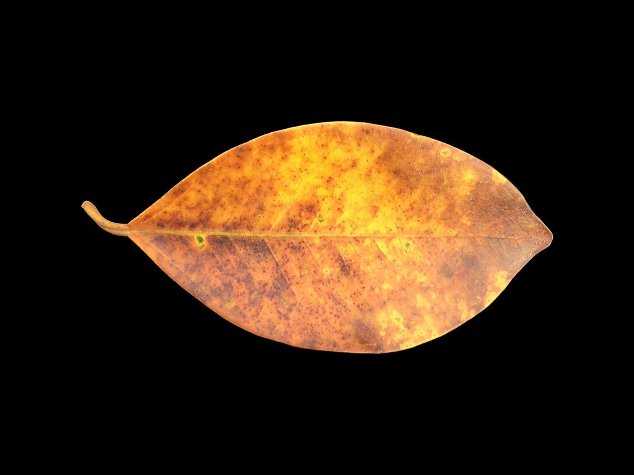 Free Stock Photo of Dried leaves background  Download Free Images and Free  Illustrations