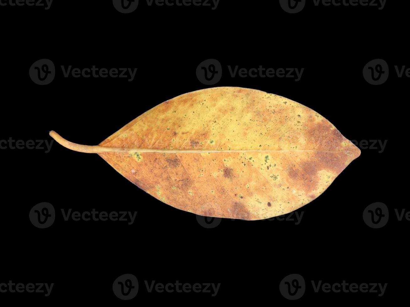 Isolated old and dried leaves of ficus benjamina with clipping paths. photo