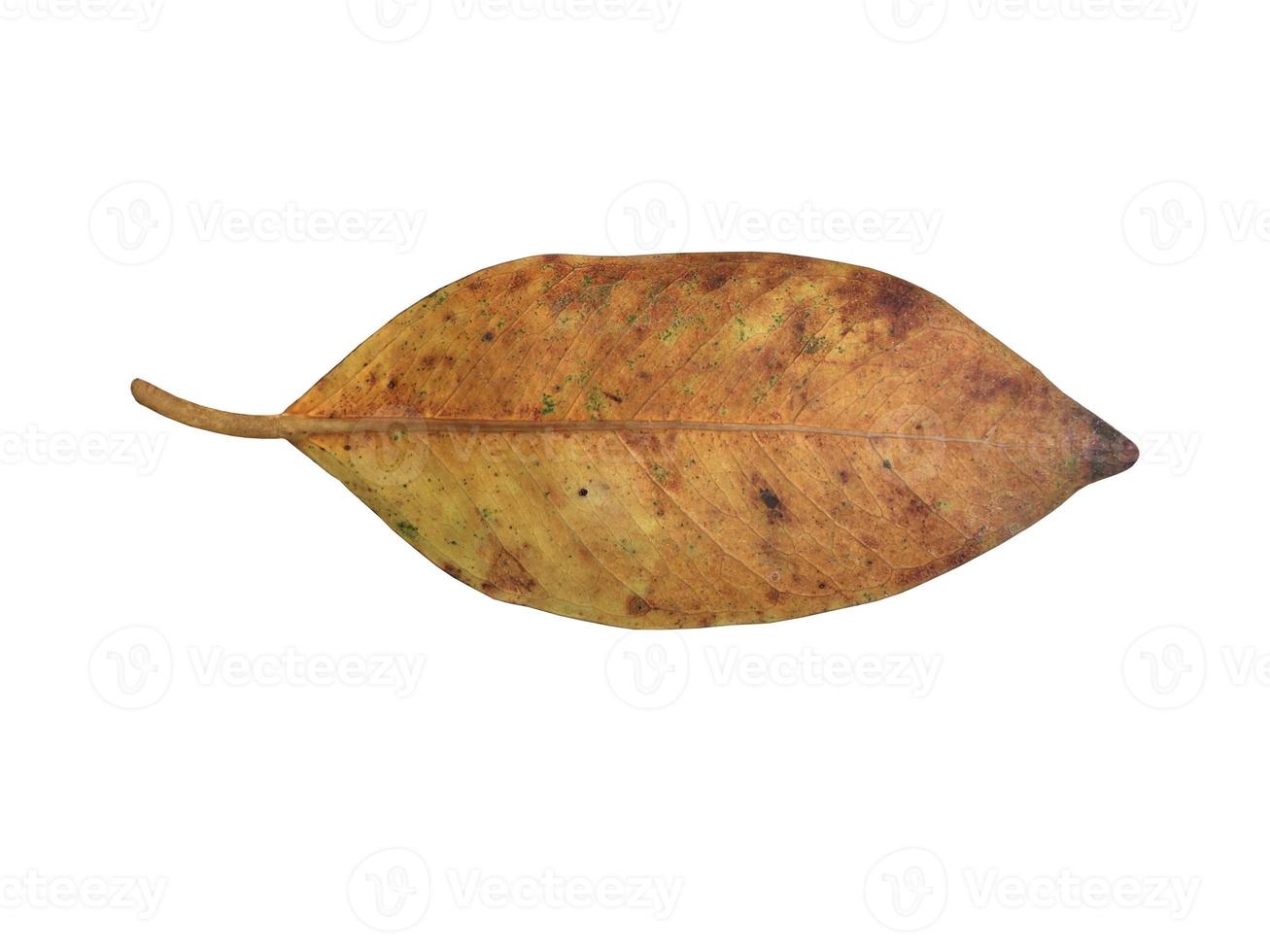 Isolated old and dried leaves of ficus benjamina with clipping paths. photo