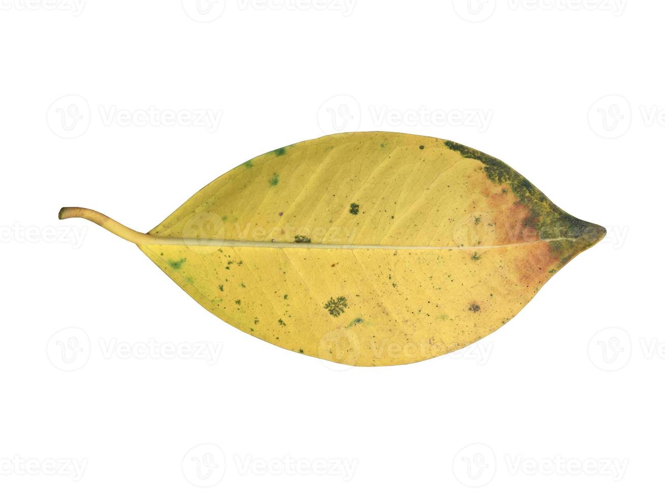 Isolated old and dried leaves of ficus benjamina with clipping paths. photo