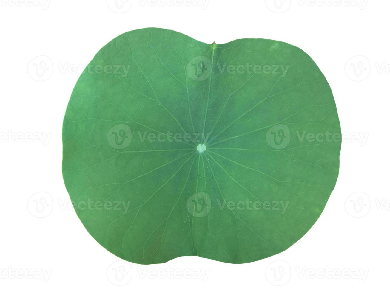 Isolated waterlily or lotus plant with clipping paths. photo