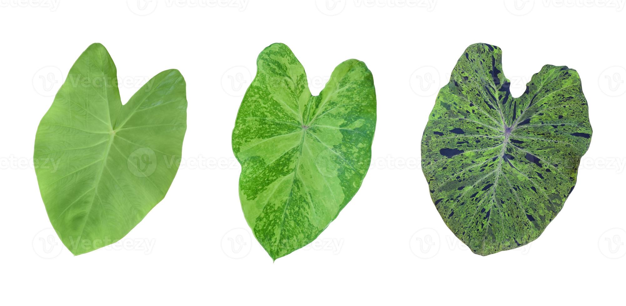 Isolated caladium bicolor leaves with clipping paths. photo