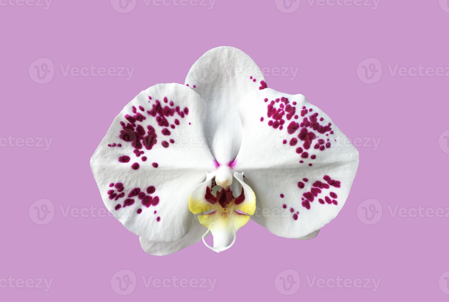 Isolated white phalaenopsis orchid flower with clipping paths. photo