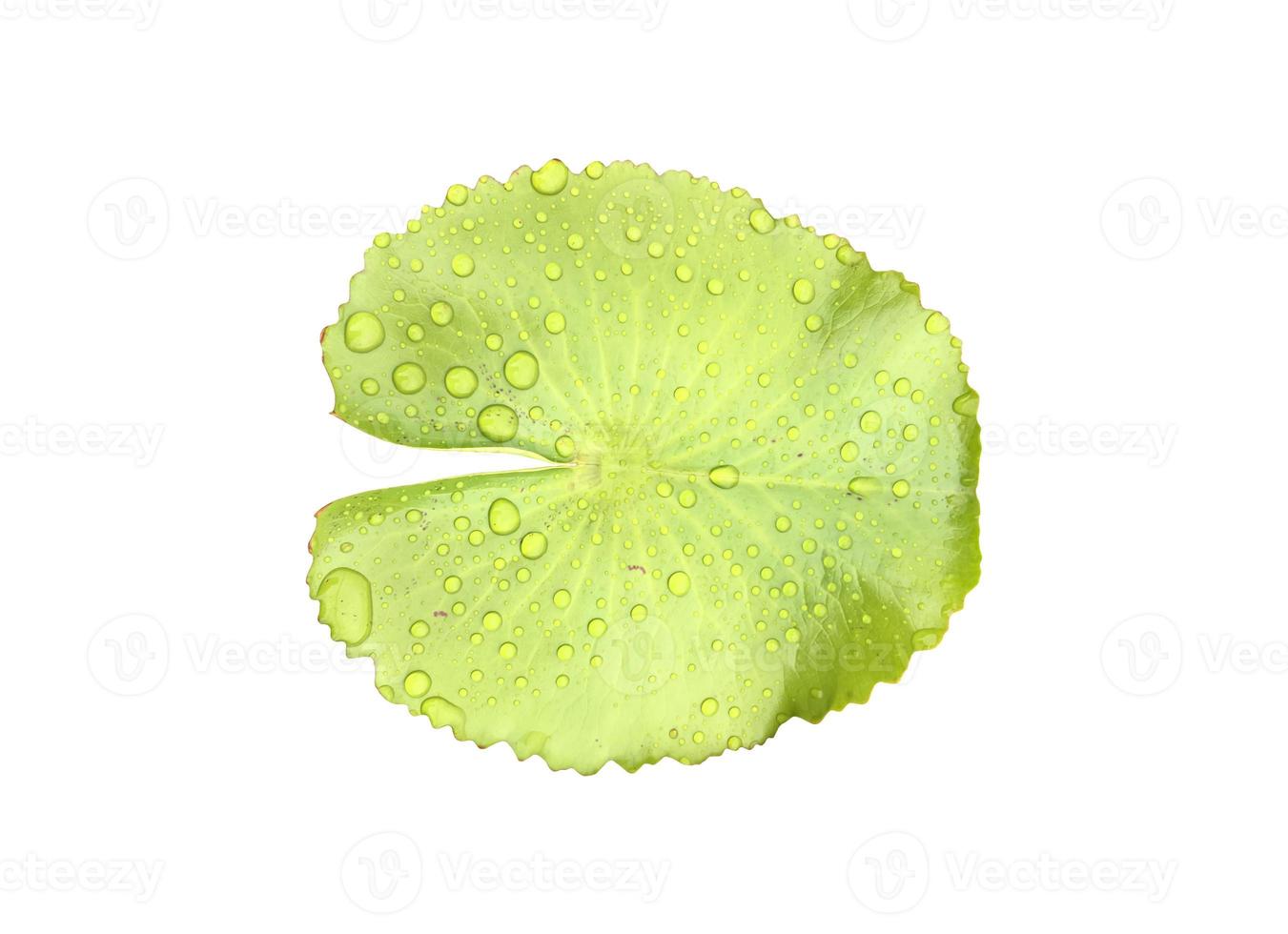 Isolated waterlily or lotus plant with clipping paths. photo