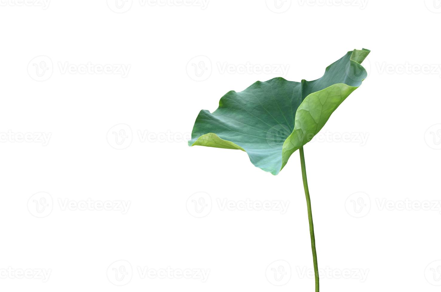 Isolated waterlily or lotus plant with clipping paths. photo