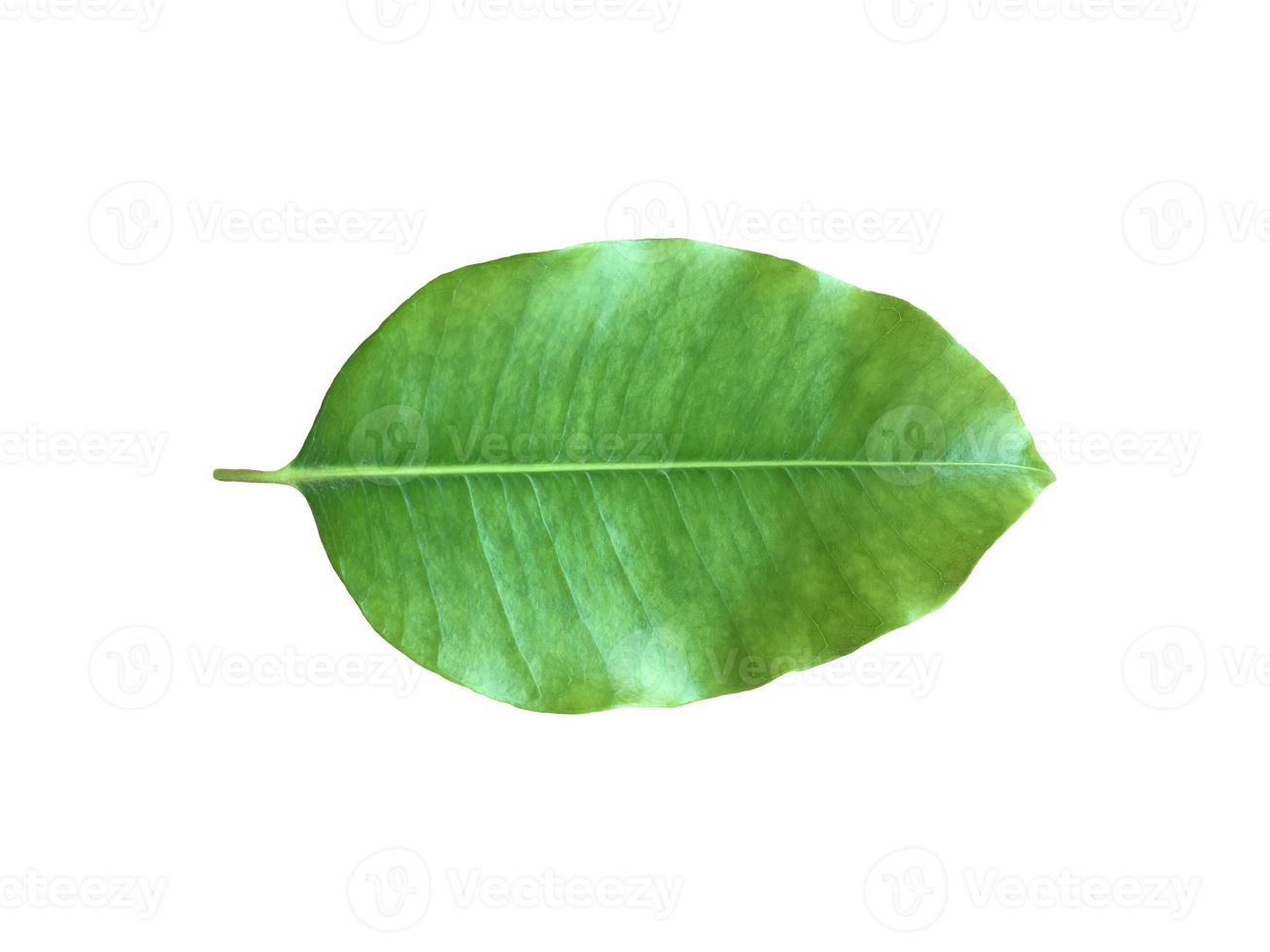 Isolated green and fresh leaf of spanish cherry or bullet wood with clipping paths. photo