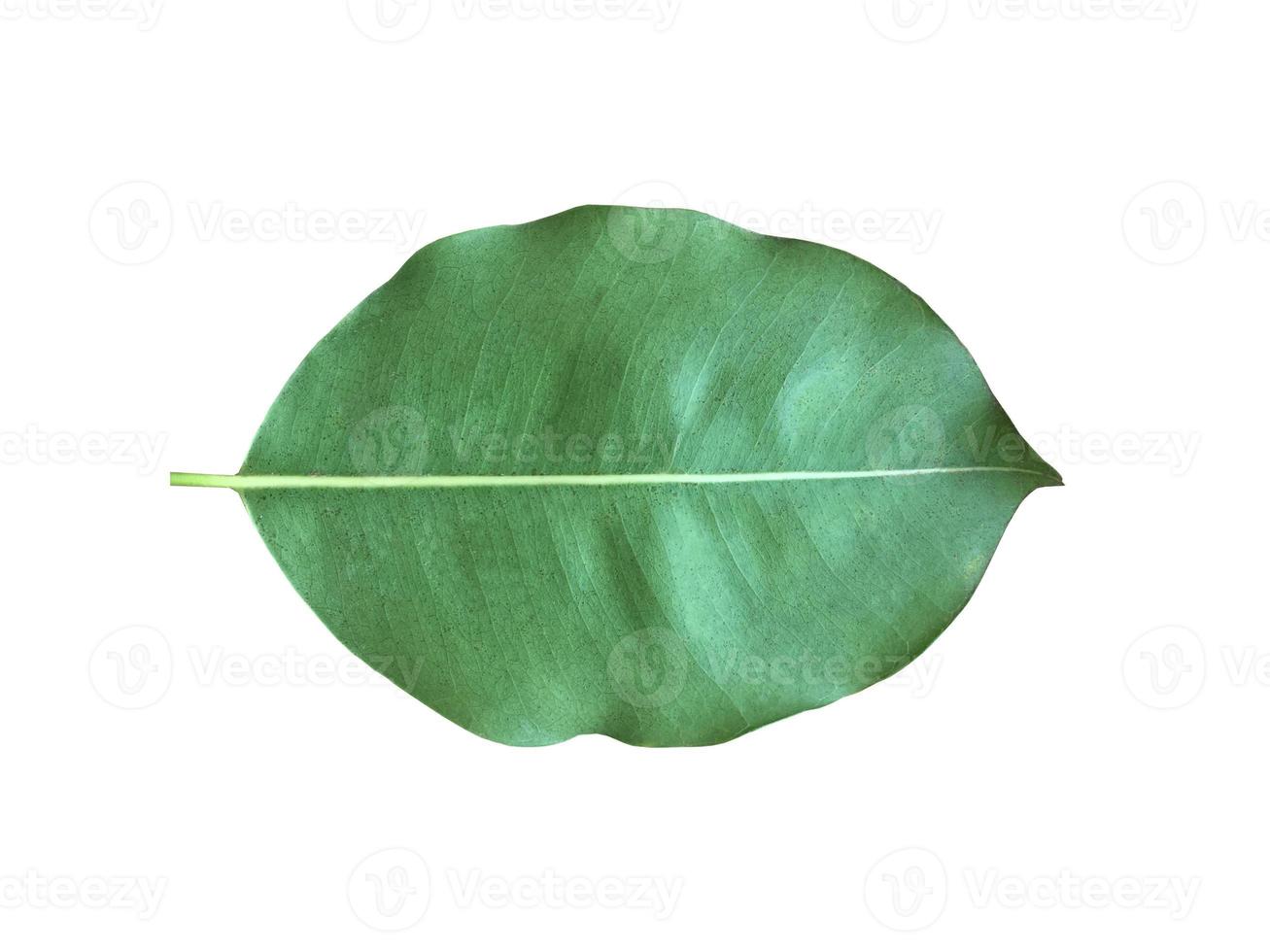 Isolated green and fresh leaf of spanish cherry or bullet wood with clipping paths. photo