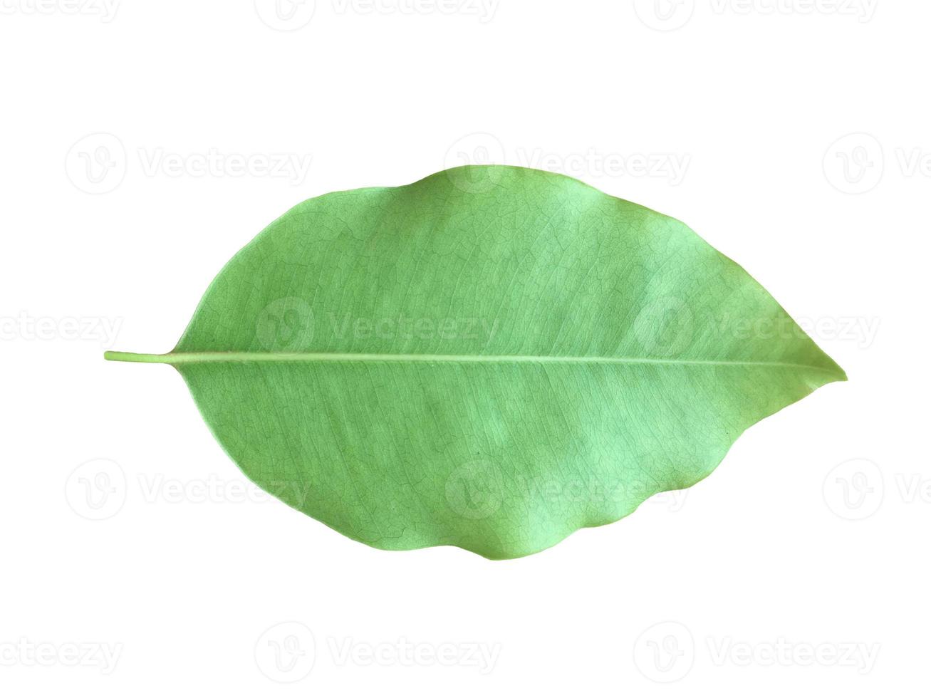 Isolated green and fresh leaf of spanish cherry or bullet wood with clipping paths. photo