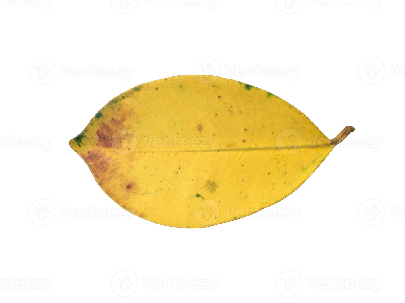 Isolated old and dried leaves of ficus benjamina with clipping paths. photo