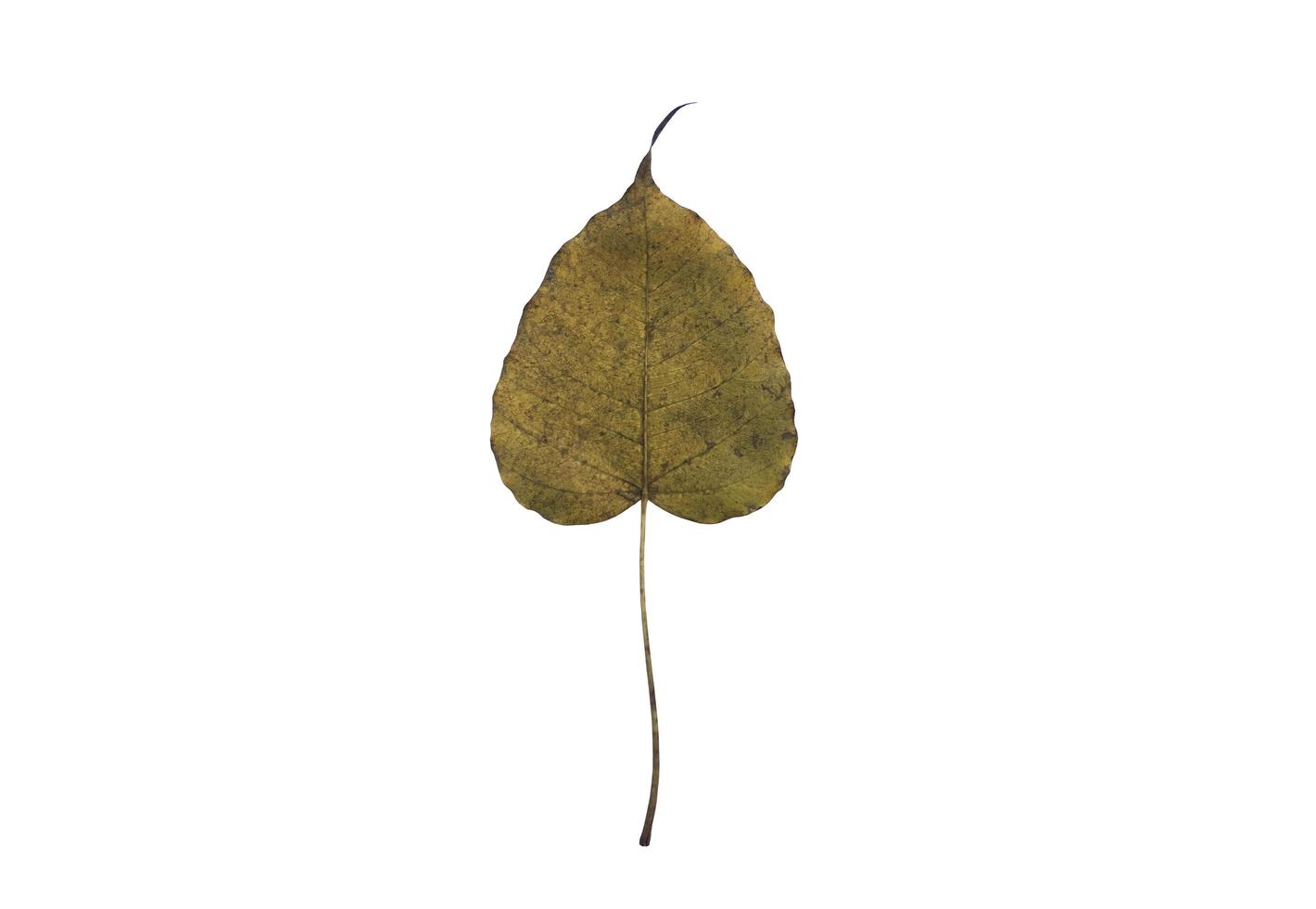 Isolated old and dry peepul leaf with clipping paths. photo