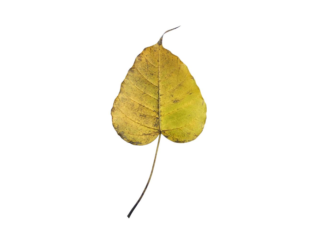 Isolated old and dry peepul leaf with clipping paths. photo