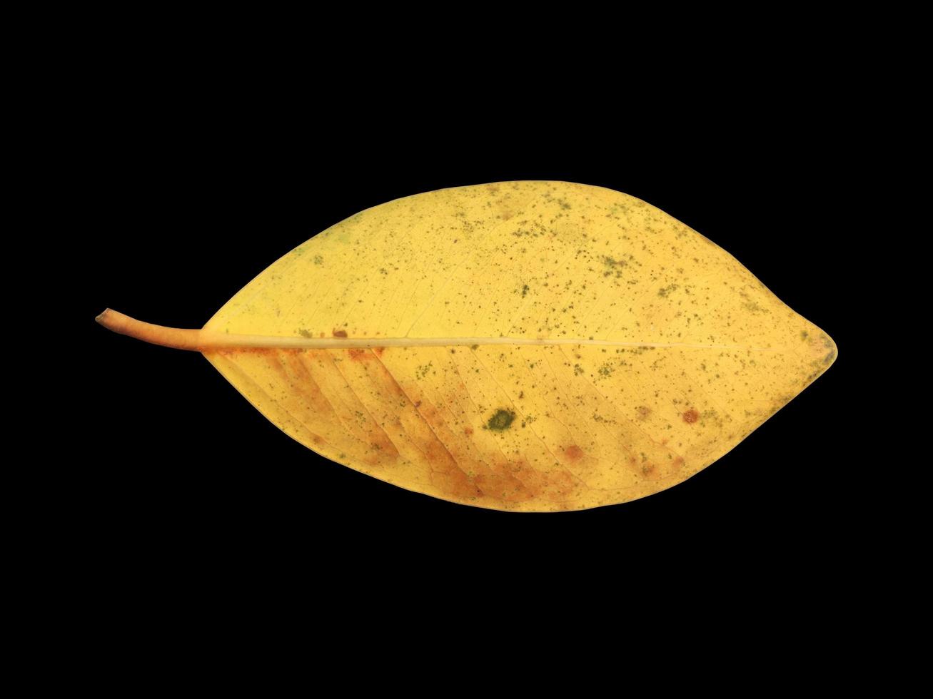 Isolated old and dried leaves of ficus benjamina with clipping paths. photo