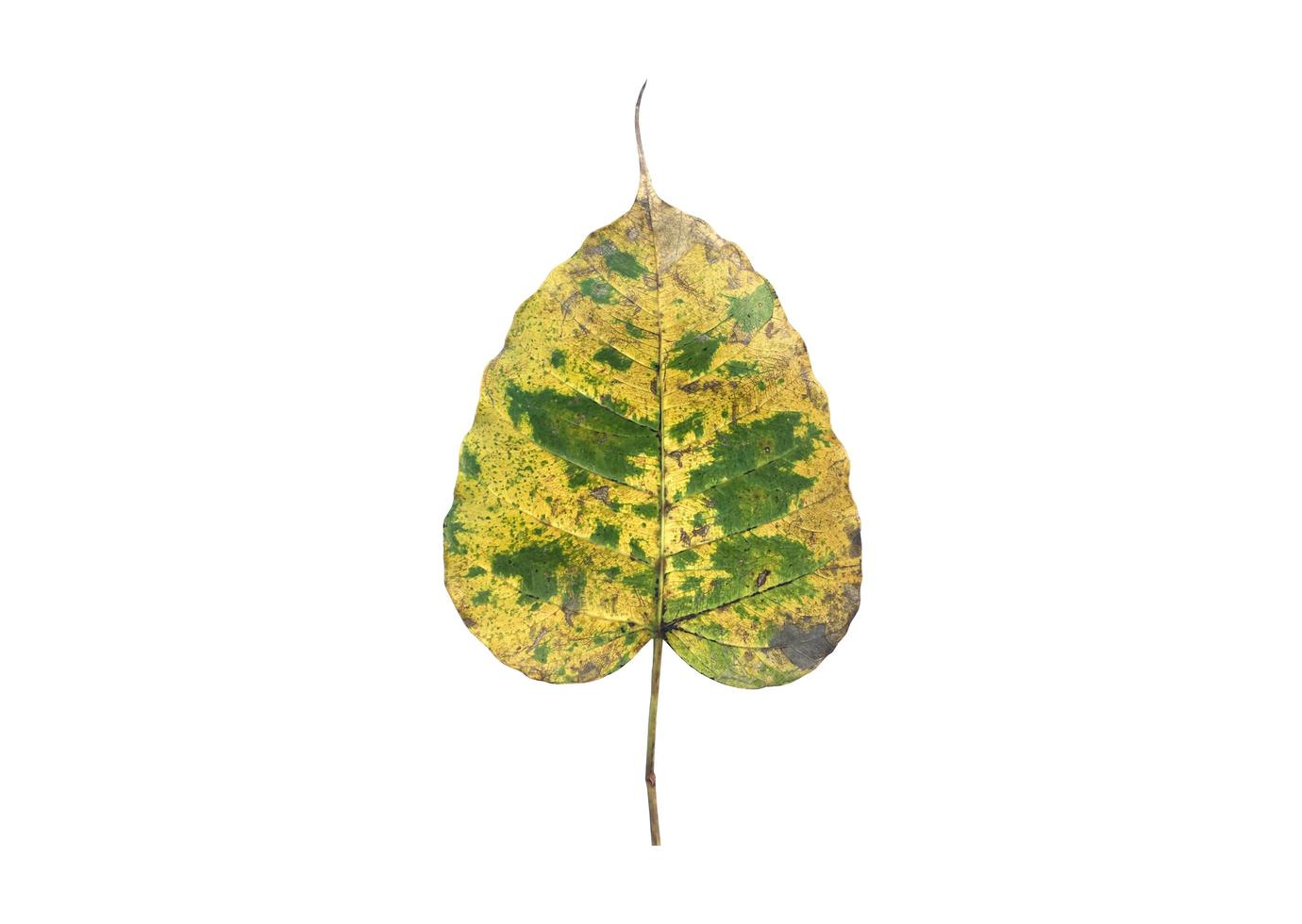 Isolated old and dry peepul leaf with clipping paths. photo