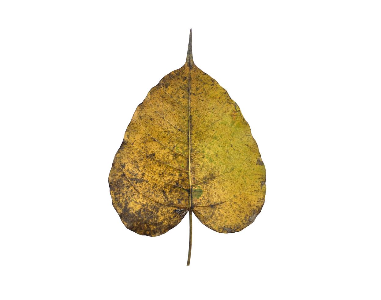 Isolated old and dry peepul leaf with clipping paths. photo