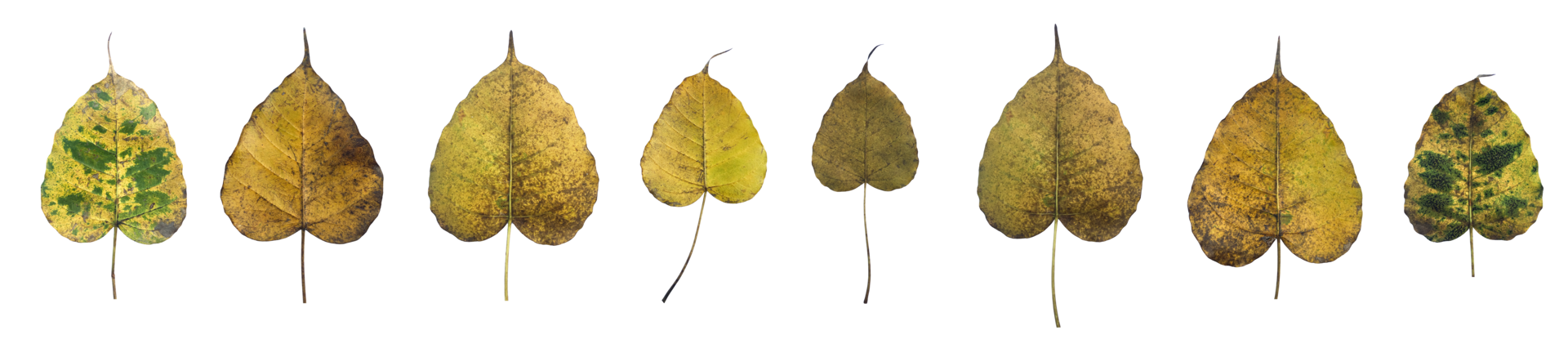 Isolated old and dry peepul leaf with clipping paths. png